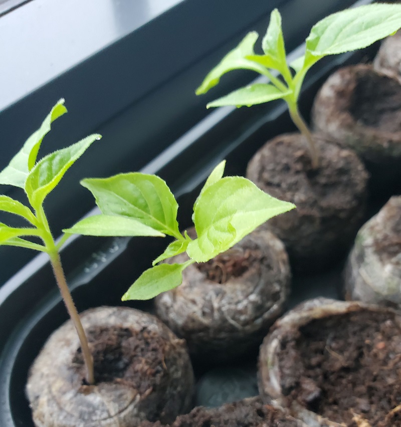 close up of chile pepper plant saplings